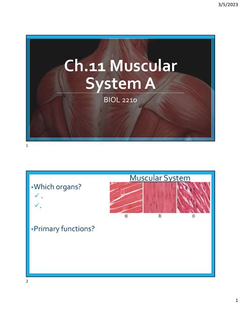 Ch11 Muscle Tissue A Student Notes Ch Muscular System A Biol 2210