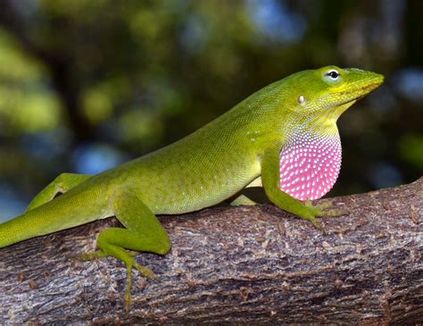 Geographic Variation In Body Size And Cells In Anolis Carolinensis