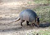 Pictures of Do Armadillos Eat Fire Ants