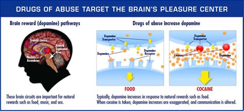 Drugs And The Brain National Institute On Drug Abuse Nida