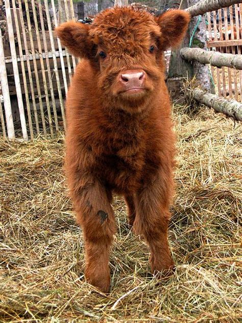 Maybe you would like to learn more about one of these? Scottish Highland Calf. so adorable! " | Cute baby cow ...