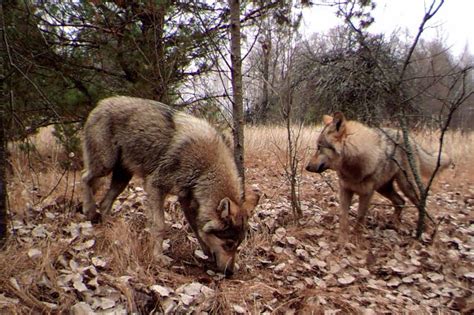 Dekossé Animals Rule Chernobyl 30 Years After Nuclear Disaster