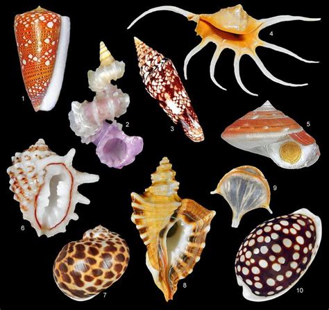 200 Most Amazing Seashells — Okhæn Sea Shells Amazing Bifrons
