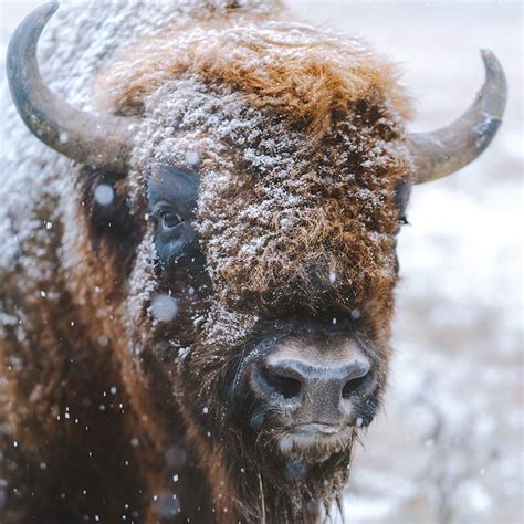 American Bison Endangered Species Endangered Wonders