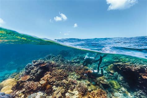 Queenslands Top 8 Marine Life Encounters In 5 Days Queensland