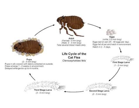 Do Fleas Jump How High And Far Pestseek