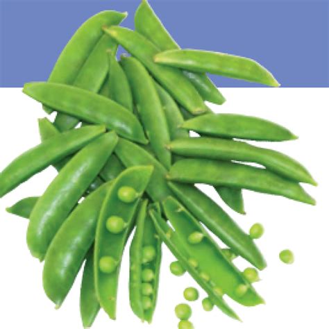 Peas (pisum sativum) are a traditional home garden crop all over the world.the most common type in american gardens is the shelling pea, also called the garden pea or english pea. edible pea pods include snow peas and sugar snap peas. Growing Sugar Snap Peas- how to grow Sugar Snap Peas- in Texas