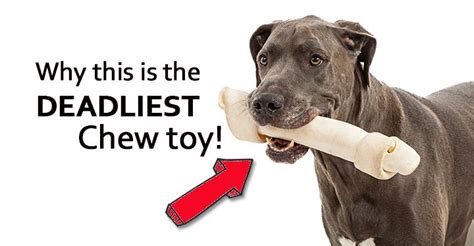 Are rawhide chews safe for dogs, or are they delicious death traps? Why Rawhide Is Dangerous For Your Dog! | Dog food recall ...