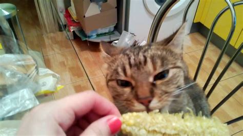 And some very important facts about feeding it to them. кошка ест кукурузу / cat eat corn - YouTube