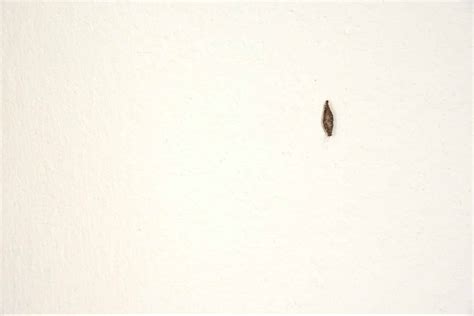 Tiny Bugs On Walls And Ceiling Home Mybios