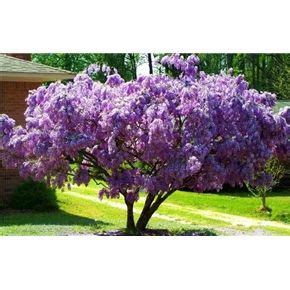 Flowers to grow in zone 1. Wisteria Tree zone 4-9 | Wisteria tree, Flowering trees ...