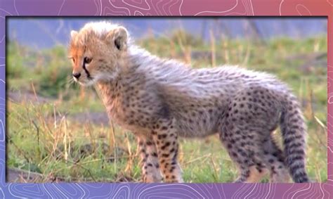 Cute Baby African Animals Love To Play Compilation Video