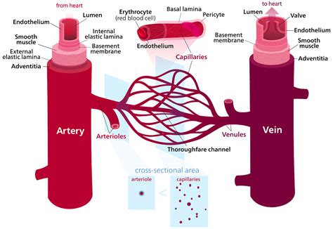 The Blood Vessels Arteries Veins Capillaries Studyear Learn