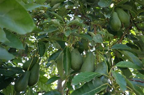 Although avocado trees produce more than a million flowers at bloom time, most fall from the tree without producing fruit. Avocado Tree Hass (A) | Lakeside Plants & Nursery