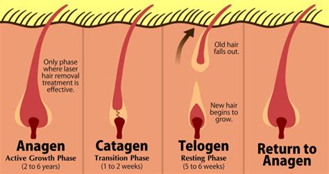 Understanding Laser Hair Removal And Hair Growth Touch