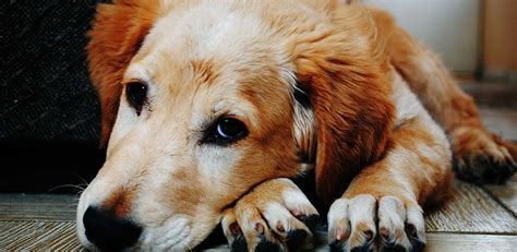 Senior Pets What To Look Out For As Your Pet Gets Older Animal