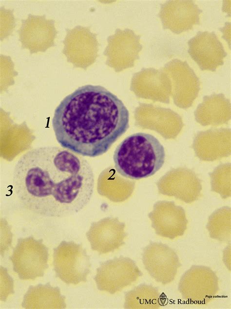 Basophilic Erythroblast Plasmacytoid Lymphocyte And Neutrophilic