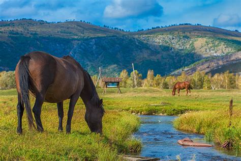 Horse Grazing Creek Mountains Wallpapers Hd Desktop And Mobile