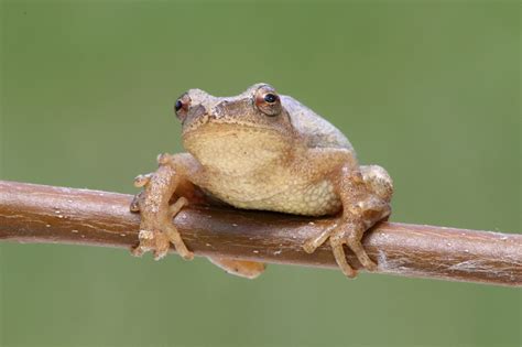 Spring Peeper Facts And Pictures