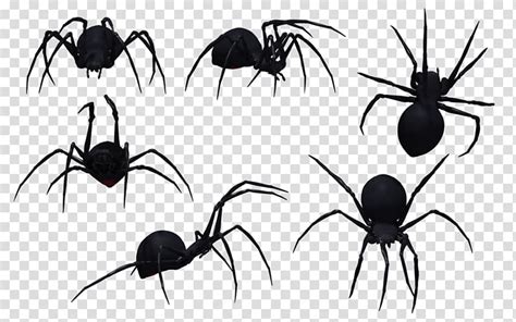 Southern Black Widow Spider Bite Venom Black Widow Spider Transparent