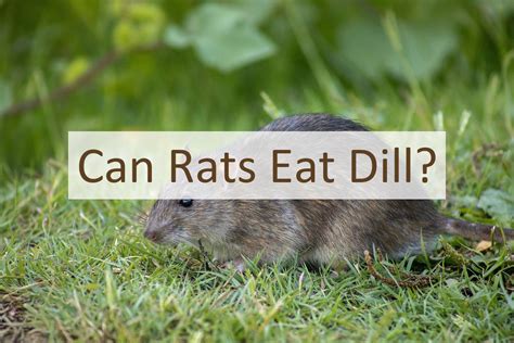 Can Rats Eat Dill Pet Food Mentor