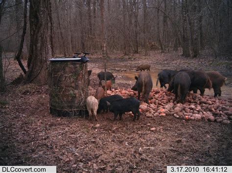 Wild Hog Guided Hunts Four Oaks Wild Boar Outfitters Johnston County