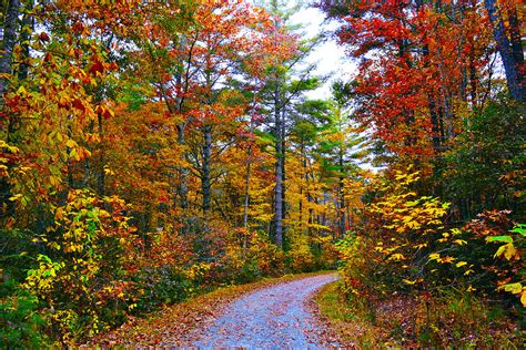 Autumn Woods Walkway Photograph By Ksenia Kozhenkova