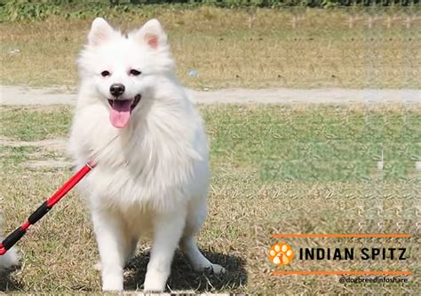 Indian Spitz Breed Information Facts And Characteristics Hubpages
