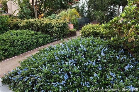 Ground Cover Ceanothus Yankee Point 2 3 Ft Tall 8 10 Wide Garden