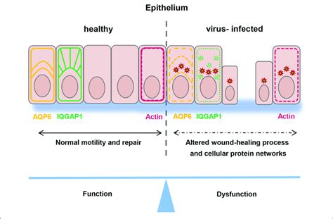 Diagram Body Diagram Wound Healing Mydiagramonline