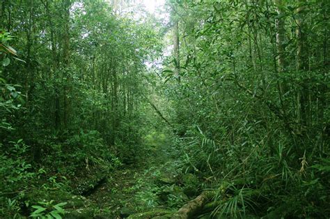 Sinharaja Rain Forest Sri Lanka
