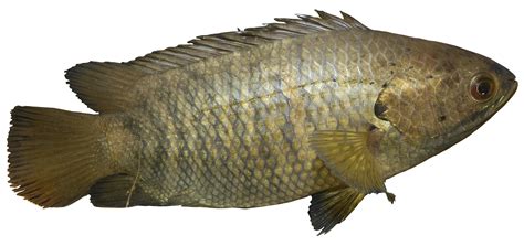 Puyu, Ikan Indonesia yang Mengancam Australia - AgroIndonesia