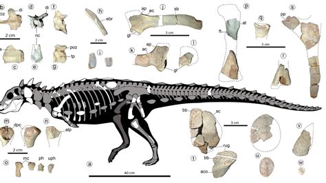 Small Prickly Dinosaur Discovered In South America Reveals An Unknown Lineage Live Science