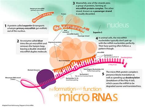 a microrna plays a role in major depression neuroscience news