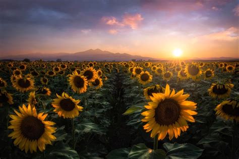 A Beautiful Field Of Sunflowers Near My Home Loveland Colorado Oc