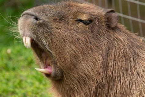 Are Capybaras Friendly Or Dangerous 2023 10 Hunting 2023