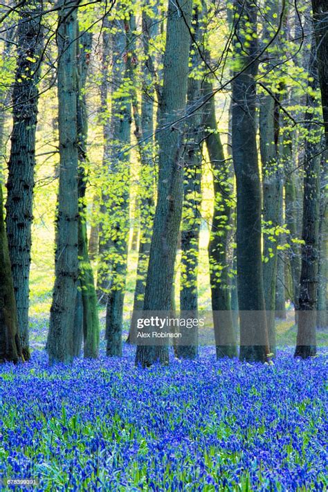 Ancient Bluebell Woodland In Spring Dockey Wood Ashridge Estate