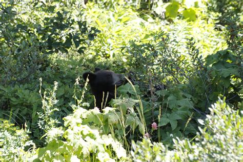 Black Bear Cub Waterton Np Susan Flickr