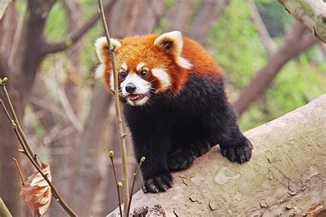 Panda Bear Free Images On Pixabay