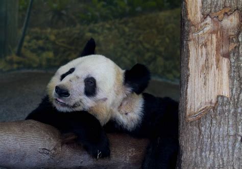 This Was Taken At The Memphis Zoo Not Sure Which Panda This One Is