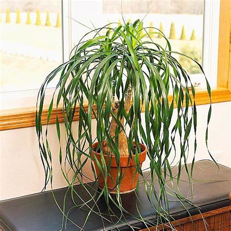 16 Of The Best Smelling Houseplants Houseplants Best Indoor Plants
