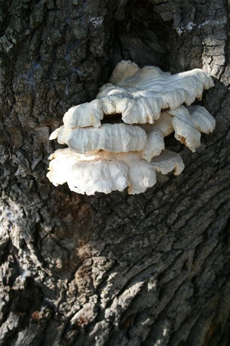 Fungus On Oak A Friend Spied This Growth On An Oak Tree In Flickr