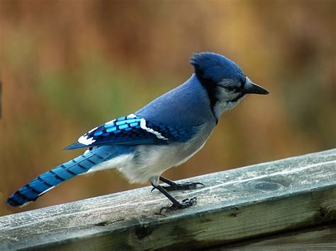 A Pretty Blue Bird Beautiful Bird Wallpaper Most Beautiful Birds