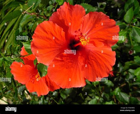 Hibiscus Full Bloom Hi Res Stock Photography And Images Alamy