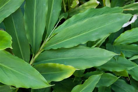 Growing Cardamom How To Plant And Care For This Classic Spice