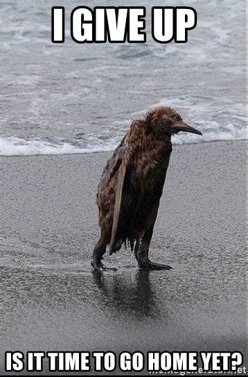 I Give Up Is It Time To Go Home Yet Defeated Beach Bird Meme Generator