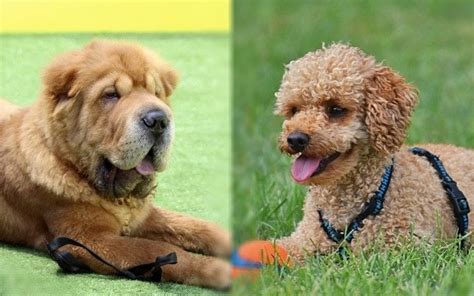 Shar Pei And Poodle Mix Shar Poo Info Pictures Characteristics