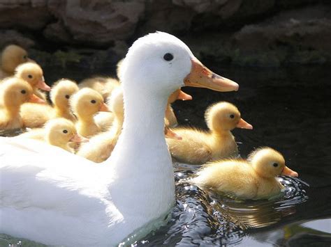 Cute Baby Ducks Following Mother