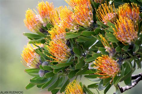 Pin Cushion Tree Sapeople Your Worldwide South African Community