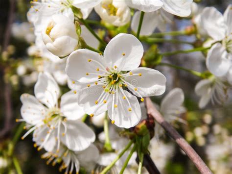 White Cherry Blossoms On The Tree Stock Image Image Of Natural April